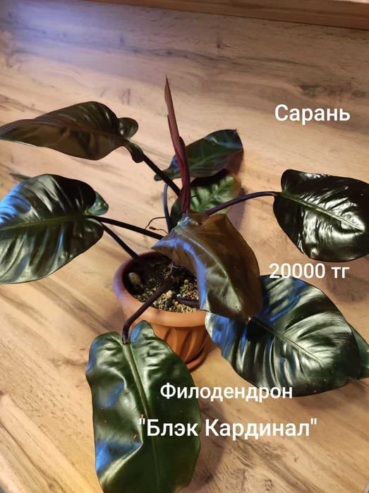 Филодендрон филодендрон