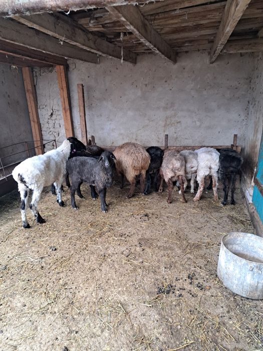 Қой , тоқты сатылады.