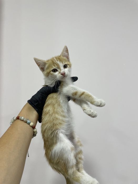 Котенок в добрые руки