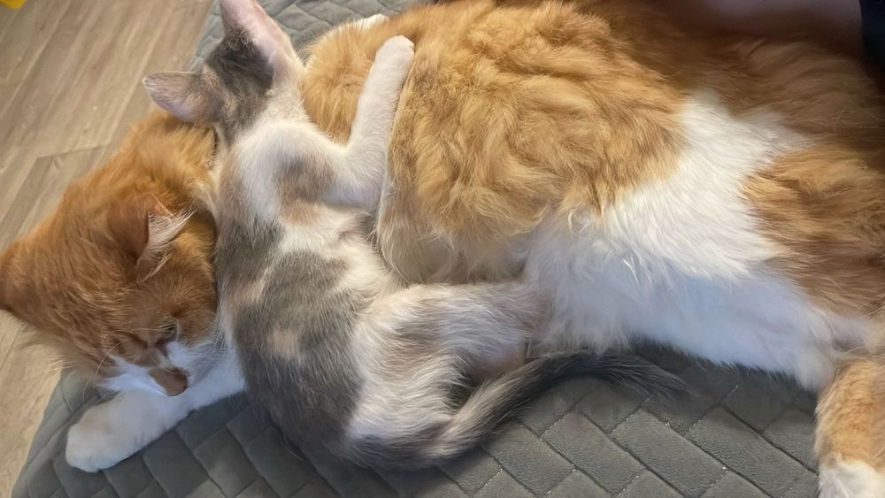 Отдам в добрые руки котёнка