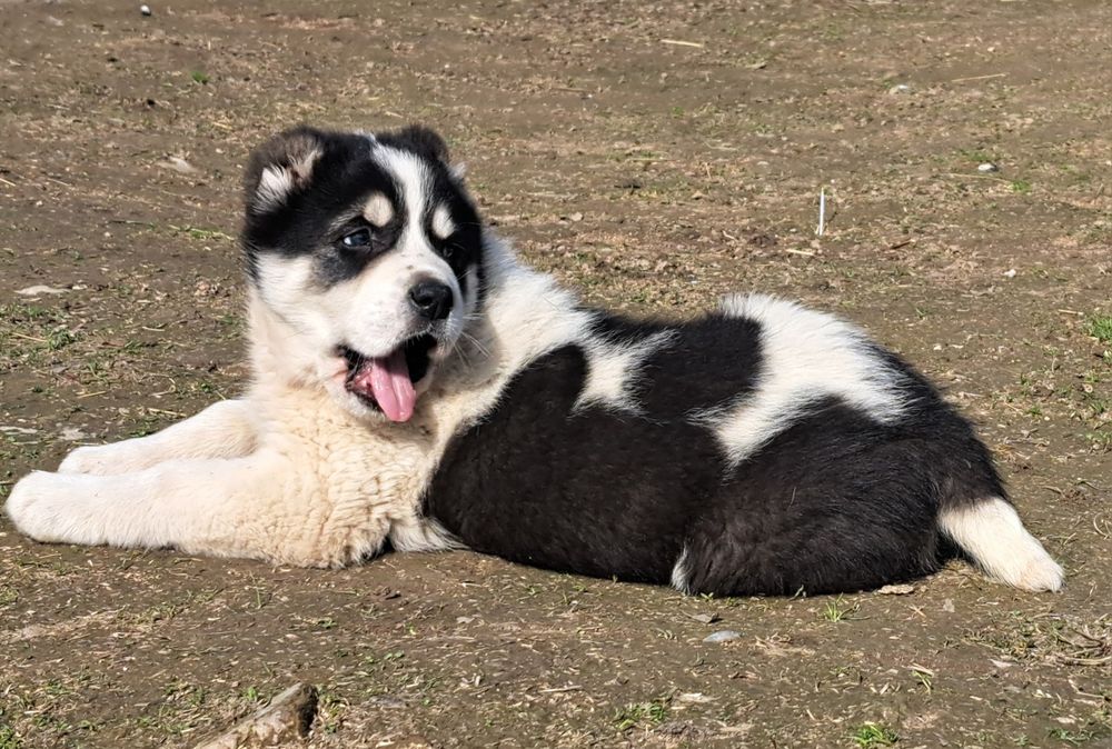 Алабай щенок супер тяж