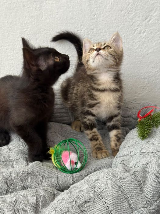 Продаются котята