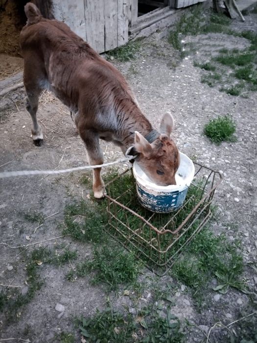 Продается первотёлка с телёнком