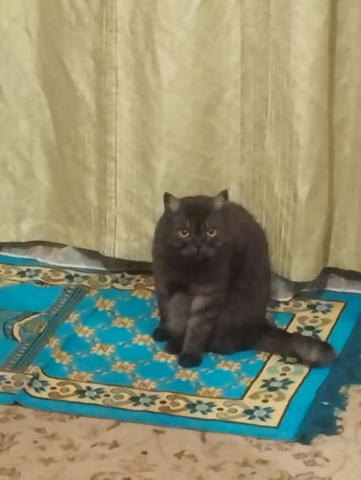 Отдам в добрые руки взрослую британку