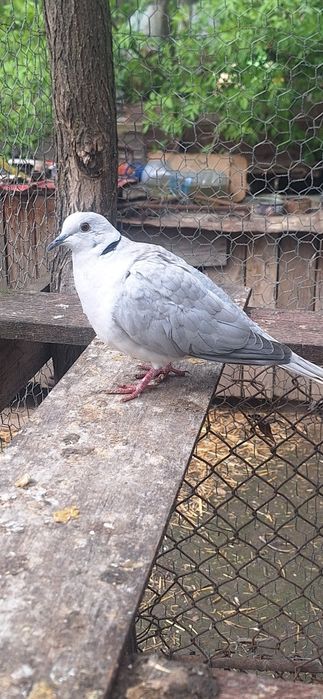 Porumbei de rasă si turturele razatoare