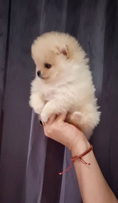 Померан мини мъжко и женско