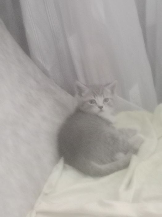 Британские короткошерстные