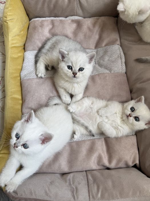 Британские шишилы котята