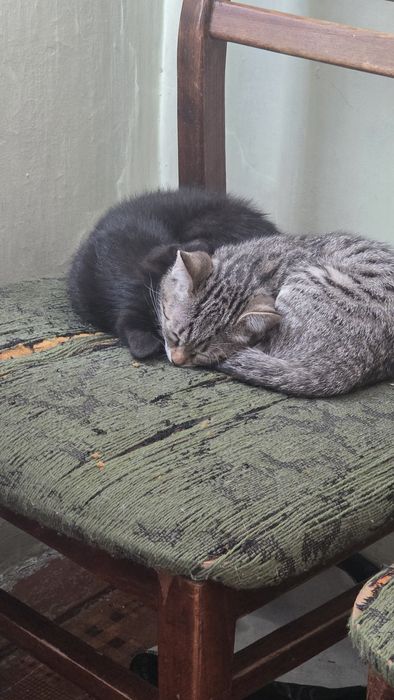 Отдам котят 3 месяца