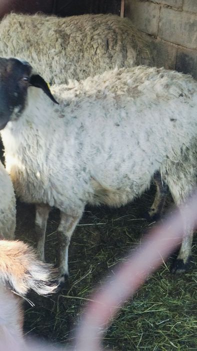 Семиз токты, кой бар буаз