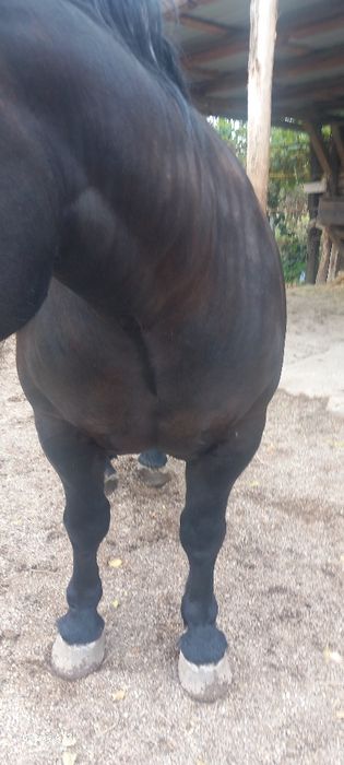 Vând iapă cu mânză