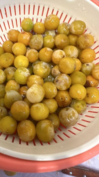 Слива дачная свежесобранная сладкая, желтая