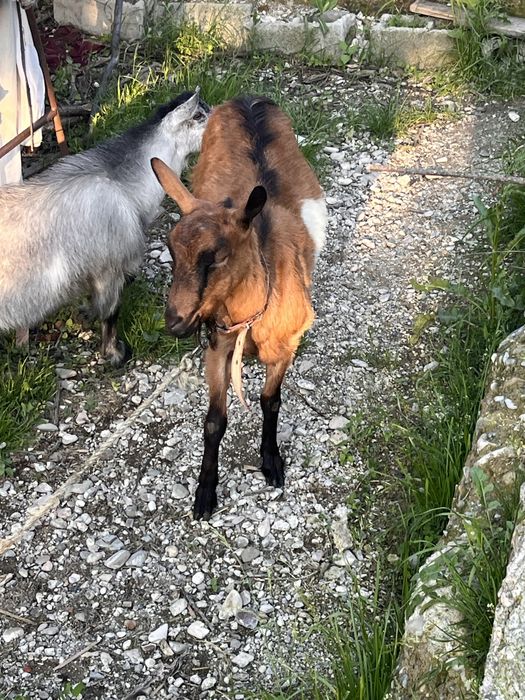 Capra alpina franceza