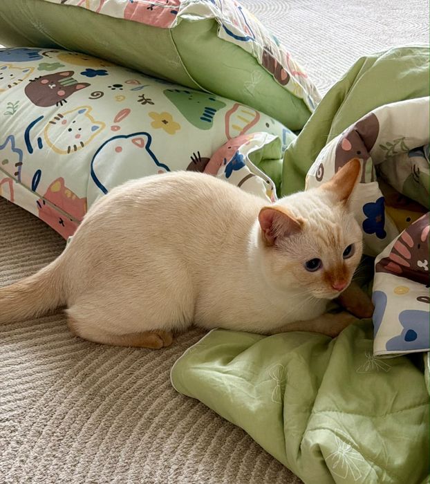Котенок 8 месяцев