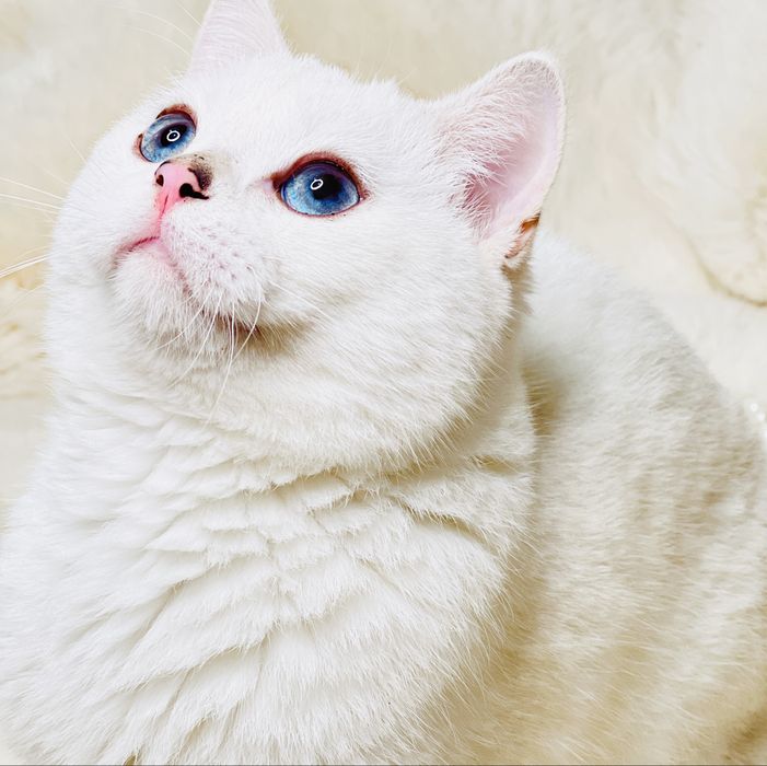 продается чистокровный кот