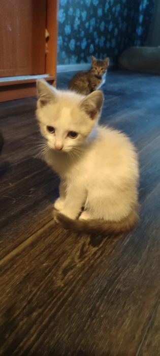 Отдам в добрые руки