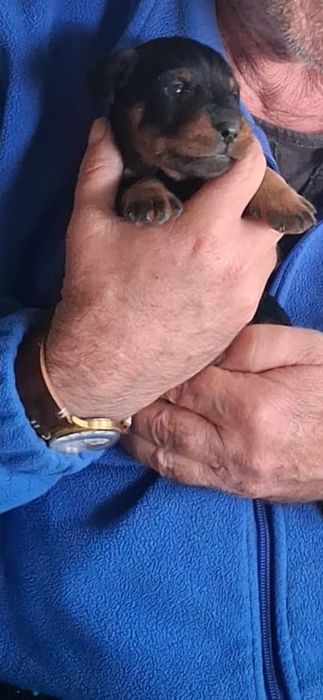 Jagd terrier căței