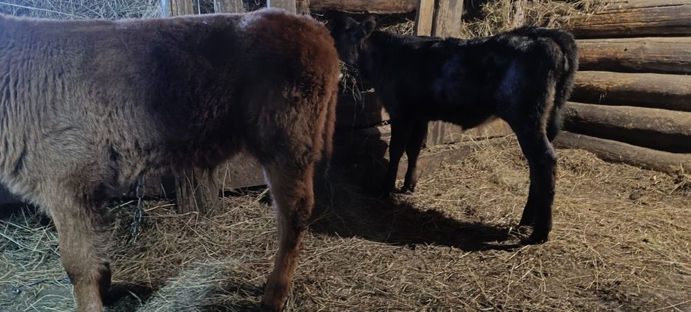 Телята, двух месячные