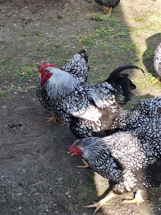 Oua de gaina ptr incubat.