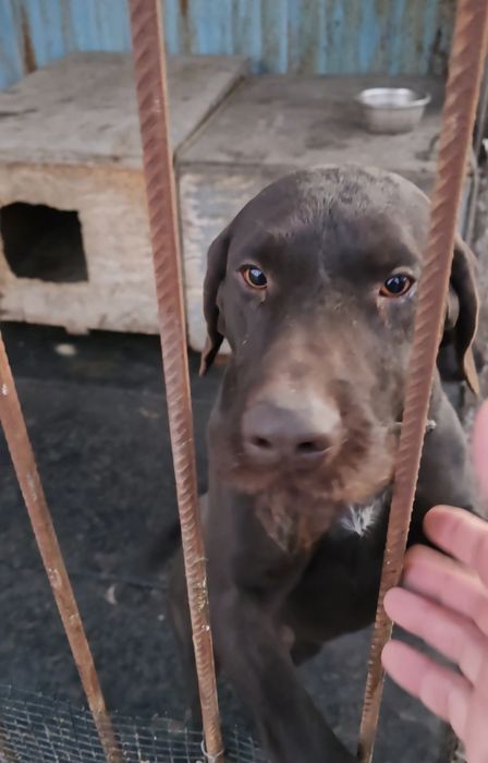 Дратхаар кабель 2,5 года