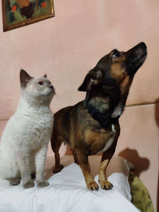 Милая, маленькая собачка ищет дом