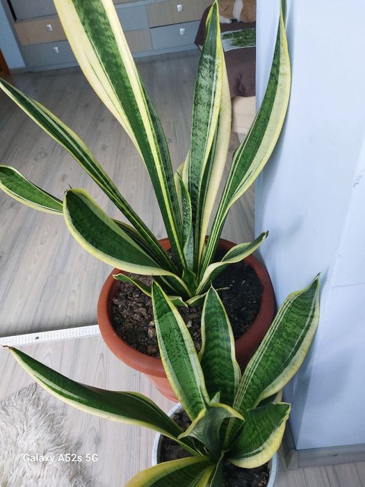 Vindem Sansevieria, plantă ornamentală de apartament