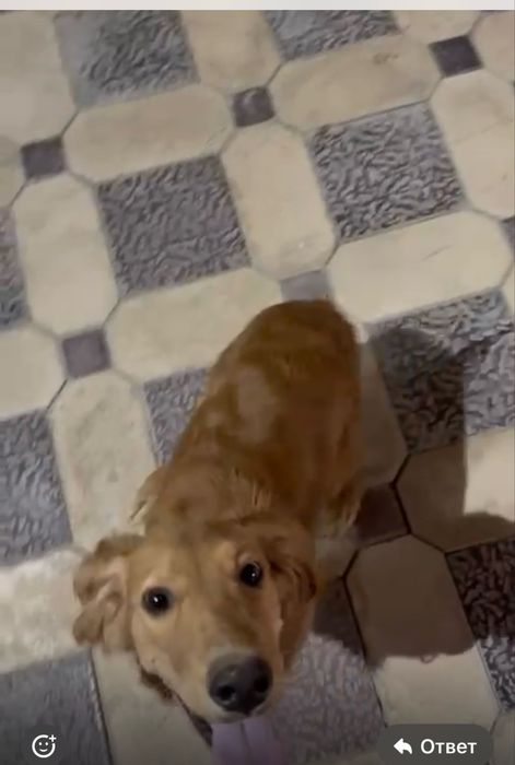 Пропала собака в районе Арай