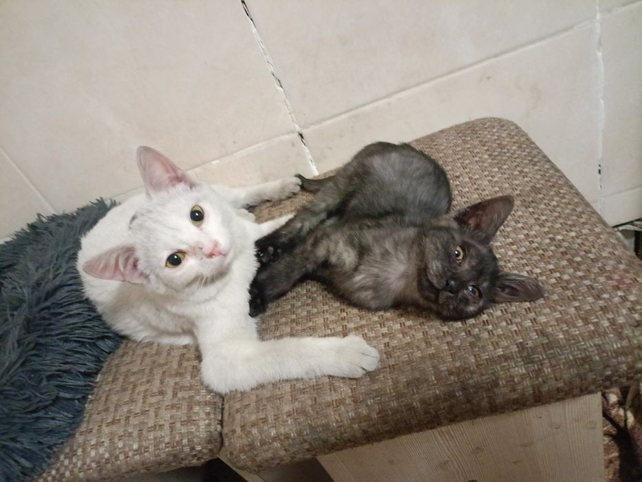 Котенок девочка в добрые руки