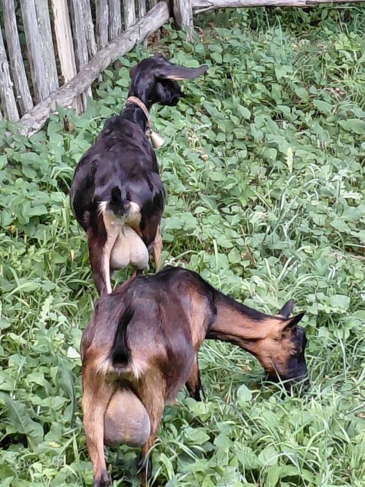 Capre bune de lapte