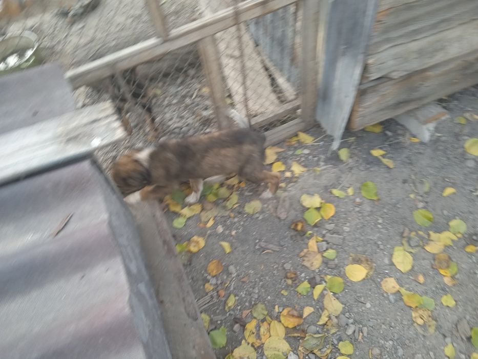 Продам дворнягу очень злой