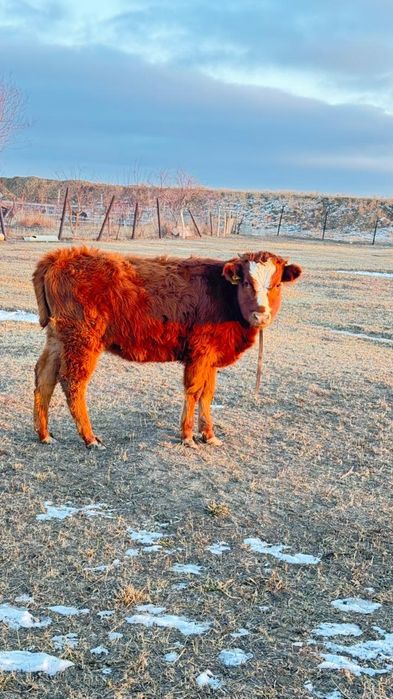 Баспақ 1жас алмалы