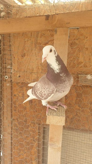 Ocazie! Vand mascul voiajor rosu baltat sport, 2025, mama clasata!