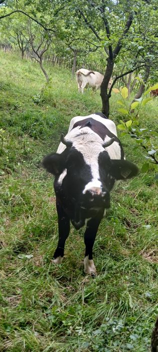 Juninca holstein