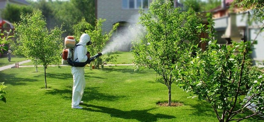 Обработка деревьев от насекомых и паразитов