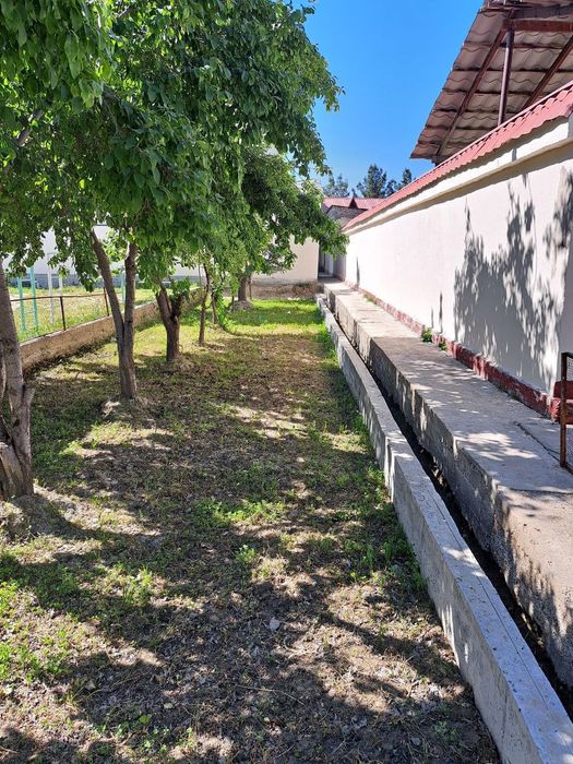 Srochna Kotej sotiladi