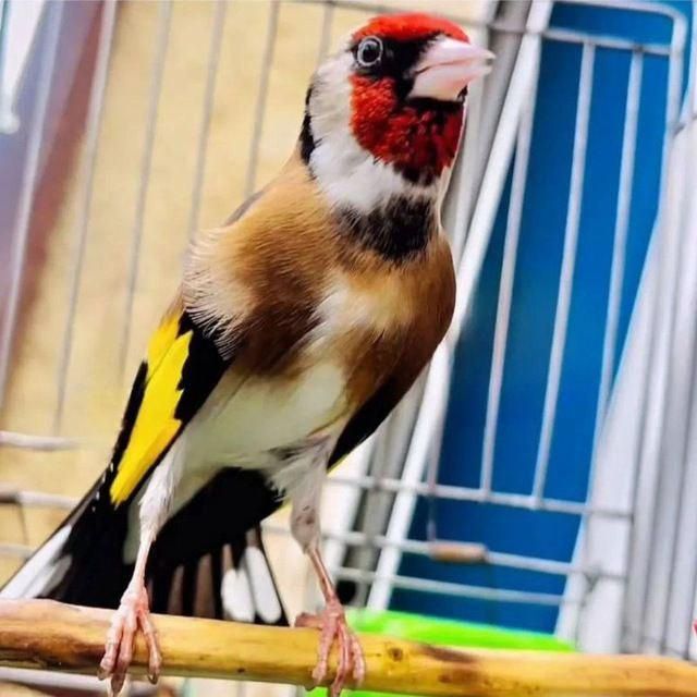 Продам самочек конореек