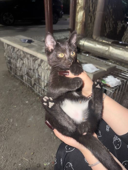 Котенок (мальчик и девочка)