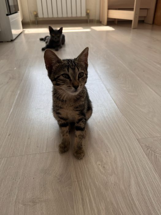 Отдам в добрые и ответственные руки