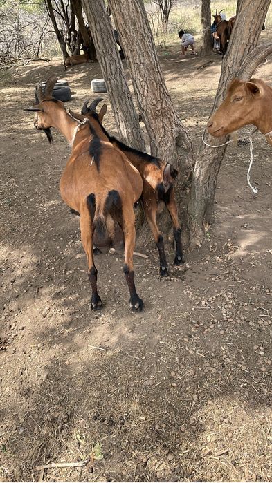 Сауын ешкі коз чешский