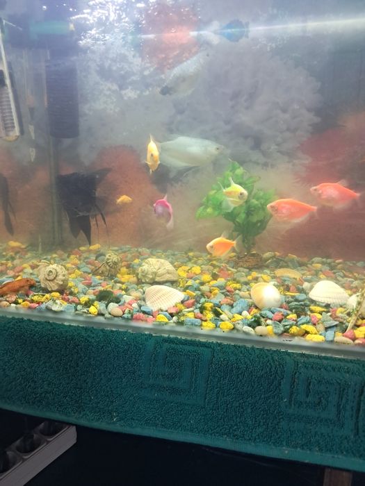 Продам аквариум с рыбками.