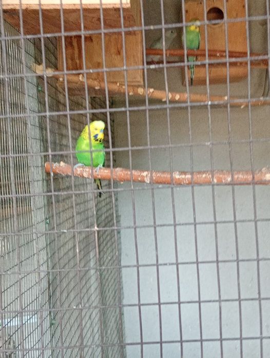 Волнистые выставочные"немцы"