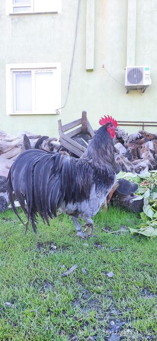 Australorp oua incubat