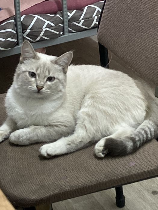 Кошка невская маскарадная