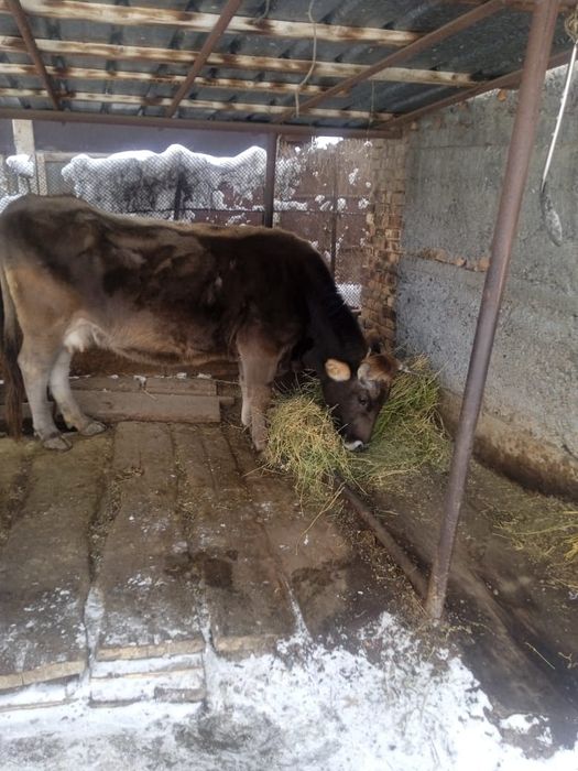 Продам корову молочная