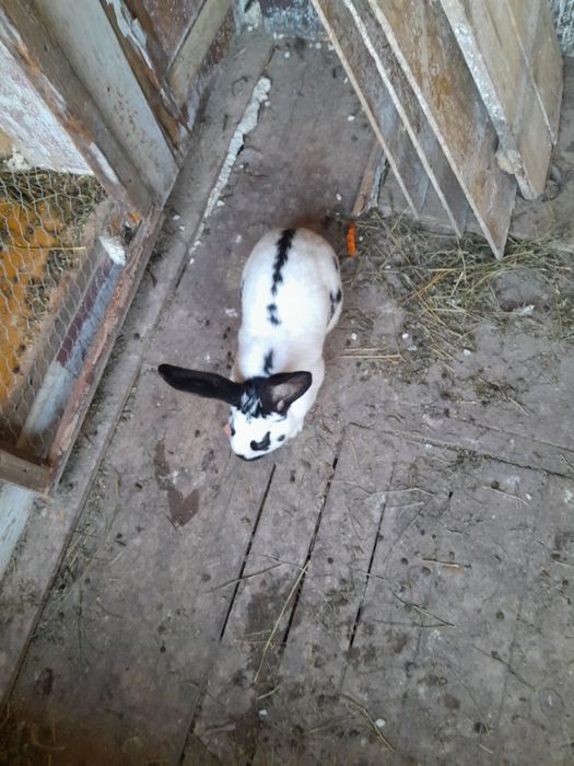 Mascul fluture german schimb