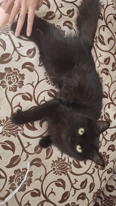 Миниатюрная кошка