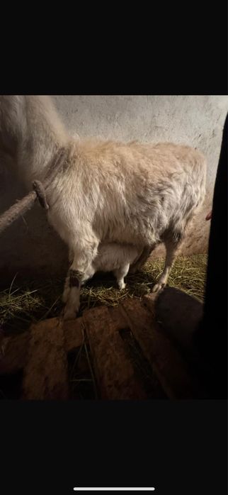 Сүтті ешкілер лағымен