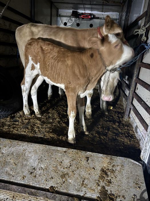 Vând vițică bălțată