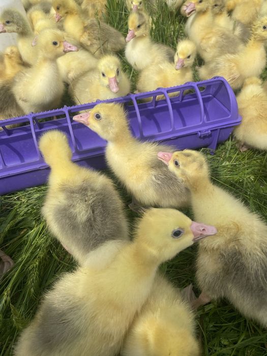 Продам гусят недельные