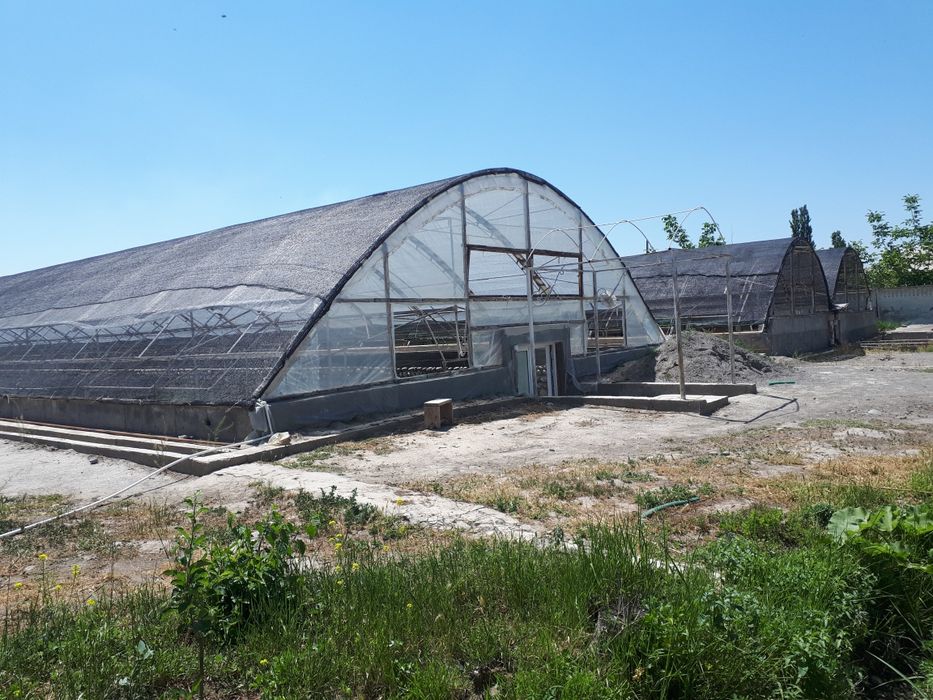 Теплицы лимонария и кумкват, мандарин. Виноградник